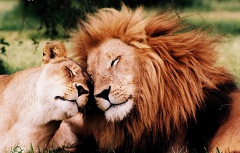 Lions in Love! by Francois de Halleux